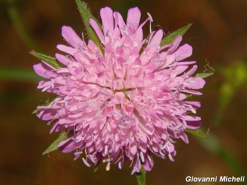 Knautia sp.